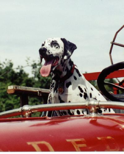 Dalmation on Antique Truck