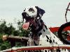 Dalmatian on Fire Truck